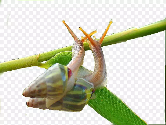 蜗牛