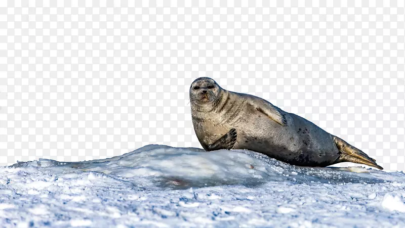 海豹-北极动物