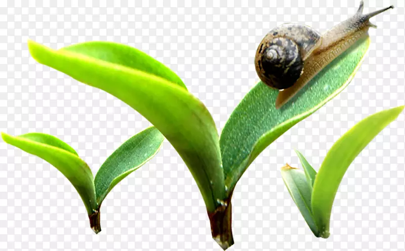 绿色植物叶子蜗牛素材