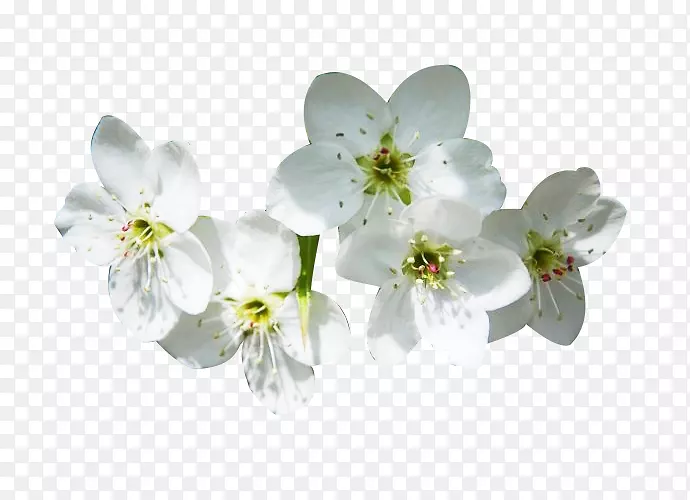 洁白的梨花花瓣图片素材