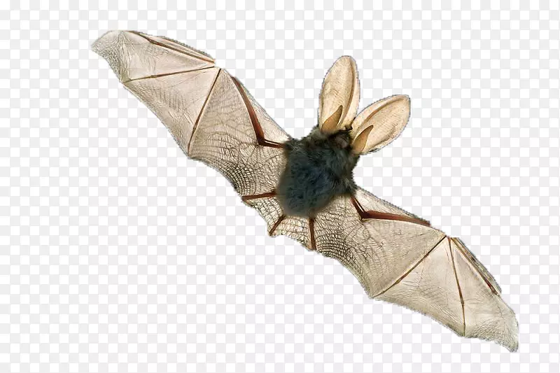 飞翔的蝙蝠