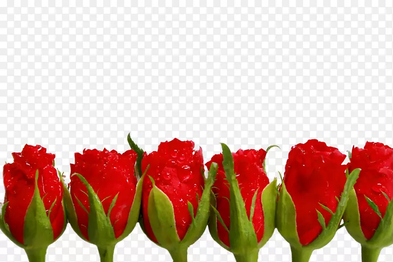 六朵带水珠的玫瑰花