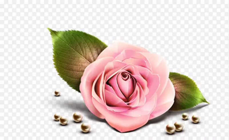 盛开的粉红色玫瑰花花朵