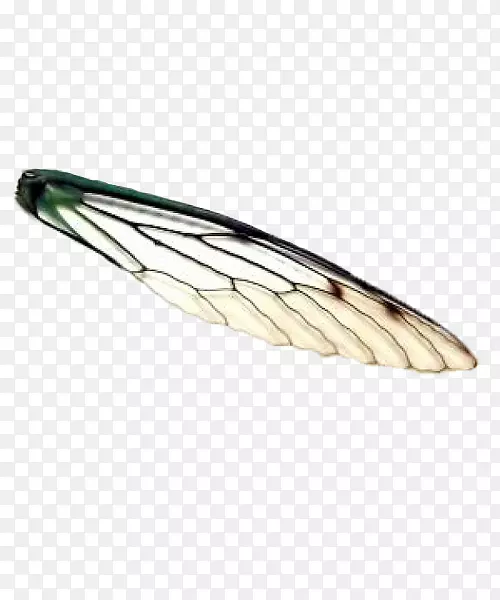 蝉翼素材PNG图片素材下载_图片编号7592312PNG素材网