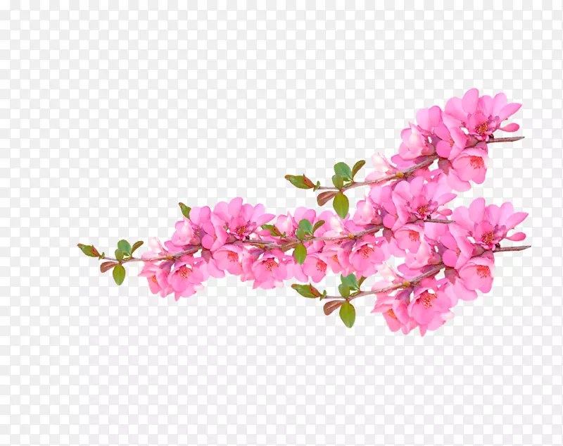 粉红色桃花盛开装饰图案