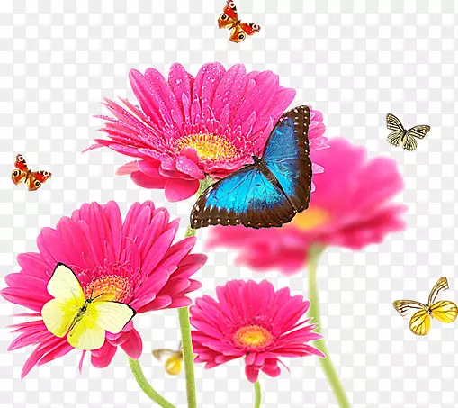 格桑花和蝴蝶