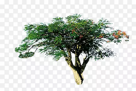 植物PNG图片素材下载_图片编号7595117-PNG素材网