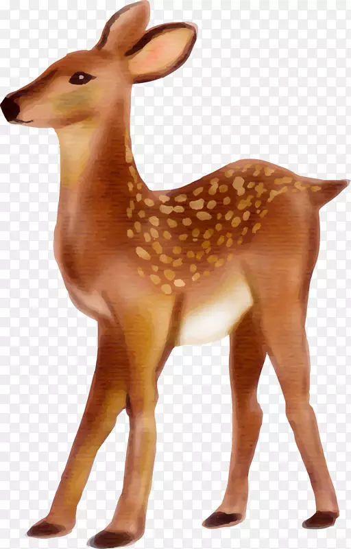水彩动物棕色梅花鹿