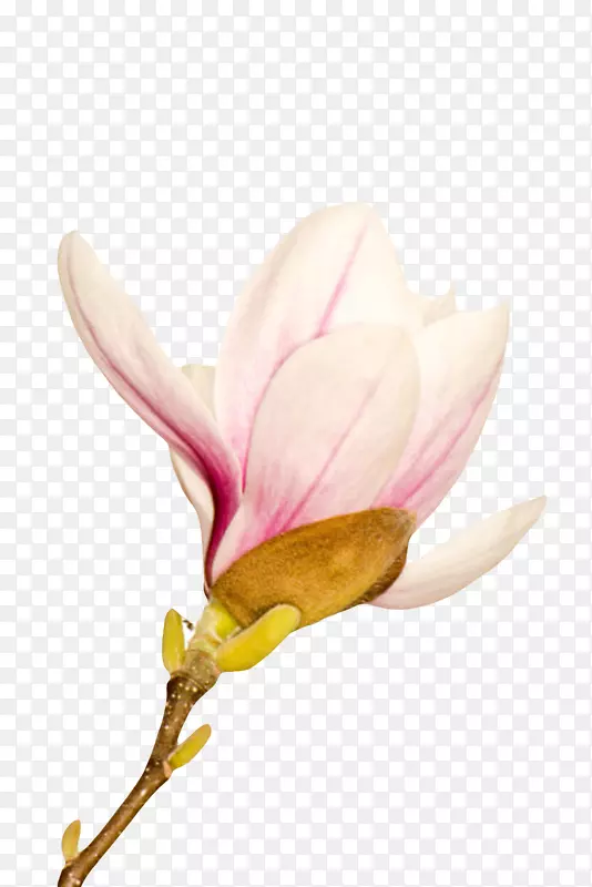 粉红色香味带腐叶的玉兰花瓣实物