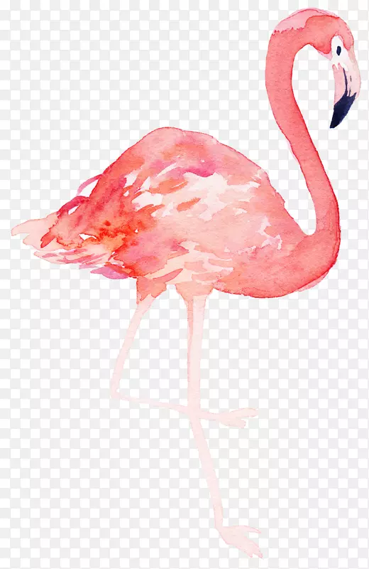 粉红色的火烈鸟手绘