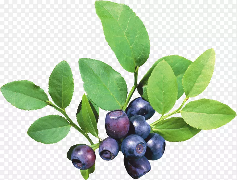 绿色枝叶和美味蓝莓
