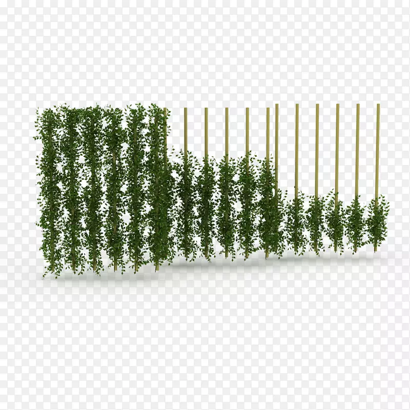 一个个鲜草绿色垂吊植物