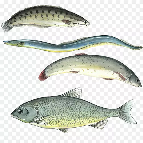 鱼类食物各种种类手绘合集