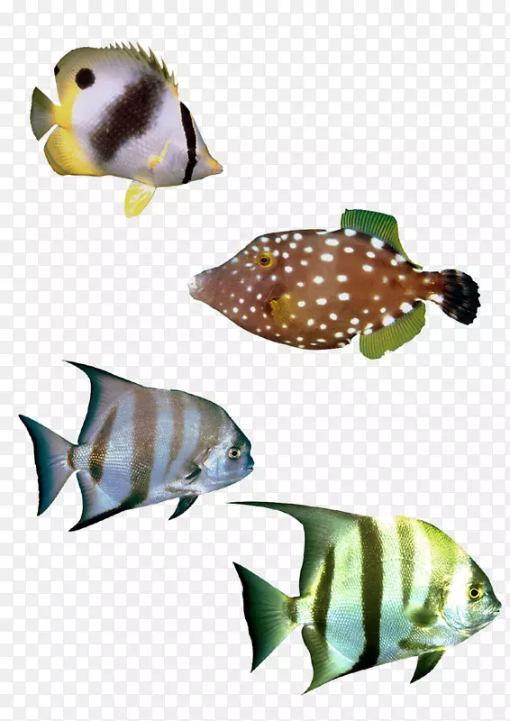 三种海洋鱼