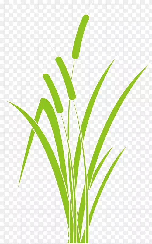 绿色春季芦苇植物