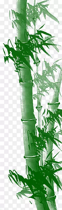 粗壮葱郁竹子