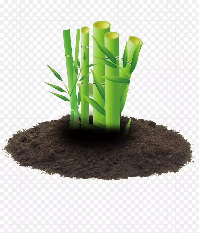黑色土壤绿色竹子