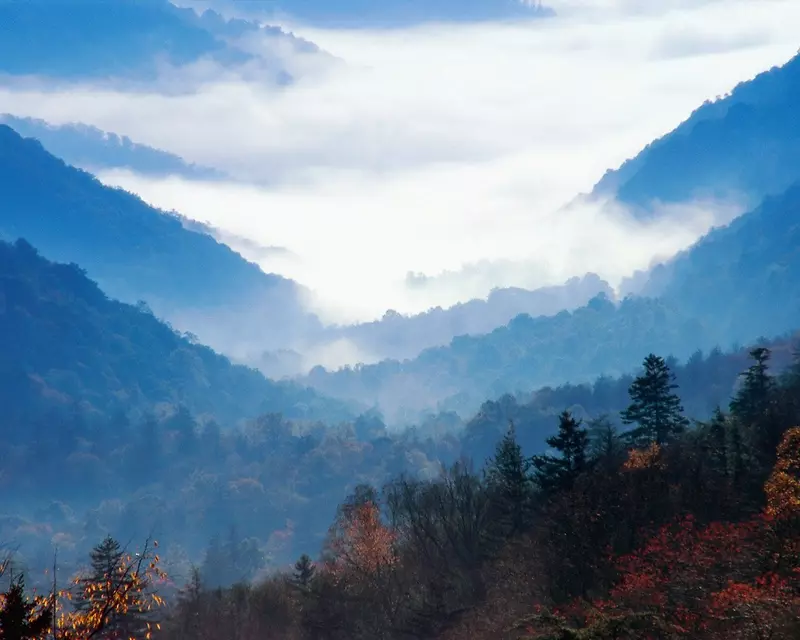 蓝天白云红色枫叶树林