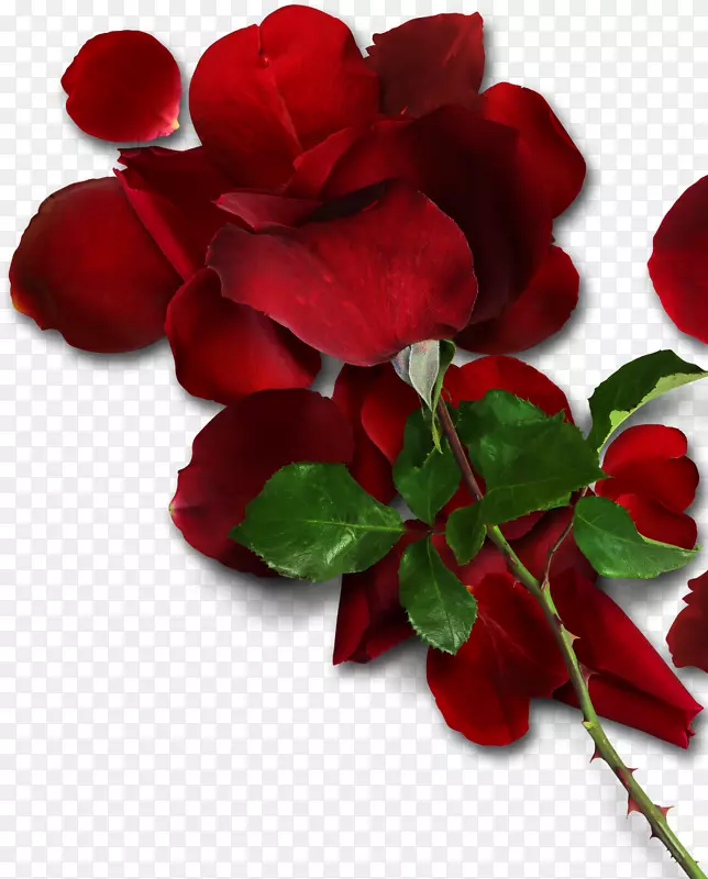 红色玫瑰和叶子实物图