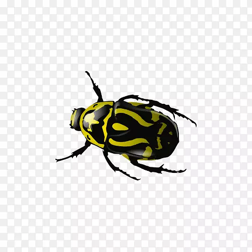 黄黑甲虫