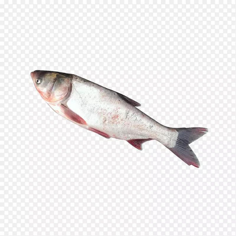白鲢鱼图 鱼类免下载