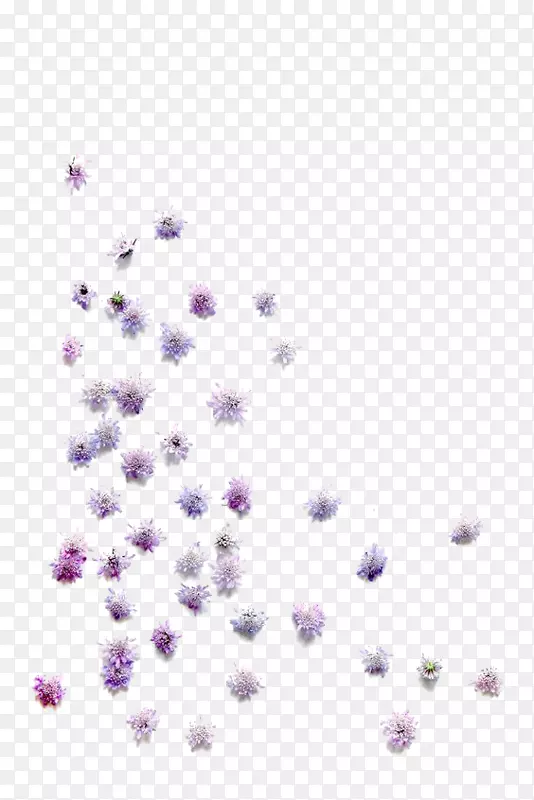 紫色花朵素材