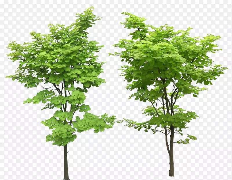 两棵小树