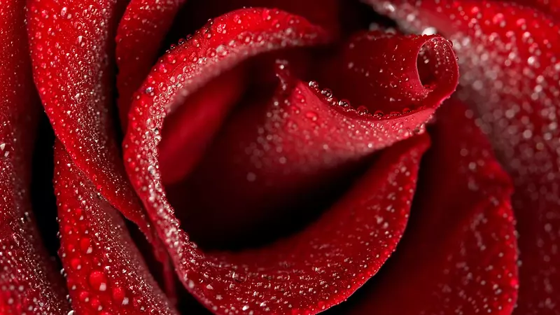 带水珠的红色玫瑰花