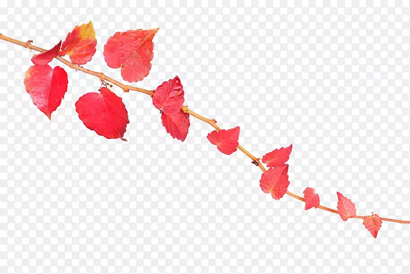 摄影 高清 红色叶子