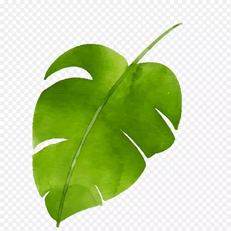 手绘树叶矢量图下载