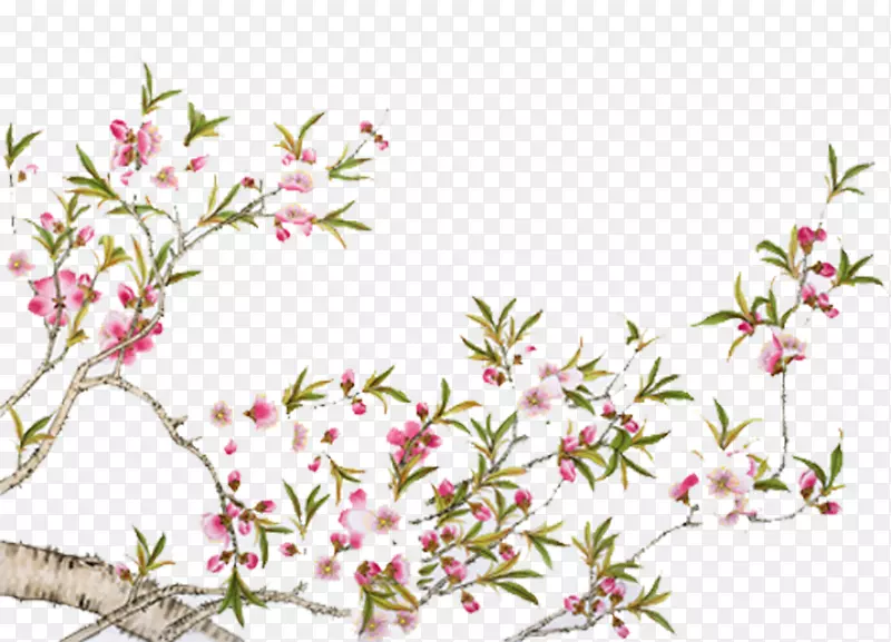 花枝PNG图片素材下载_图片编号7628753-PNG素材网