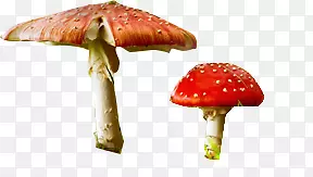 高清摄影颜色鲜艳的蘑菇