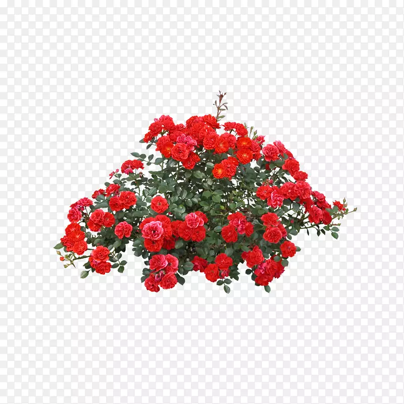 红色的花