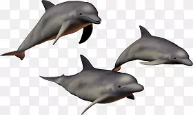 成群结队的海豚素材