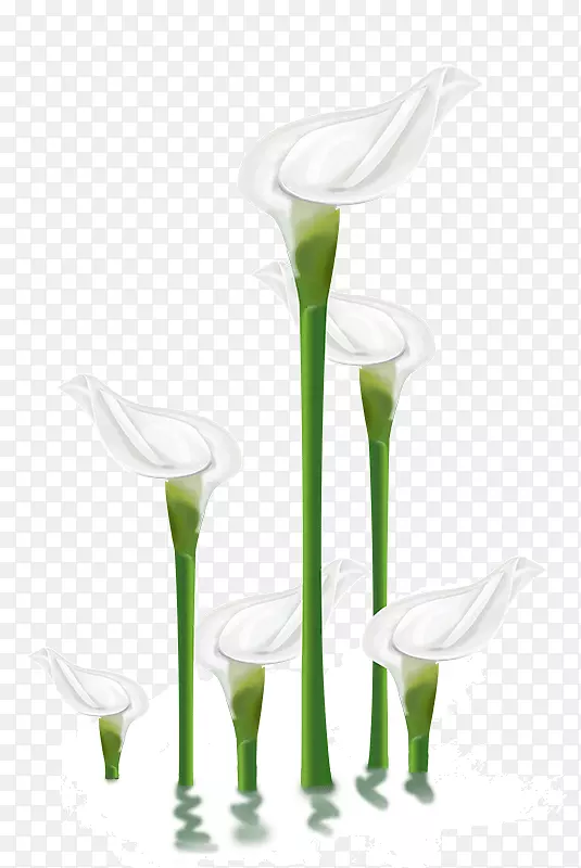 白掌 白色植物花朵
