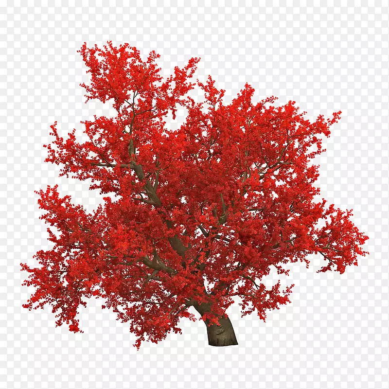 弯曲红色枫树叶子树木