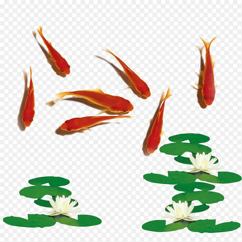 红色金鱼荷叶莲花