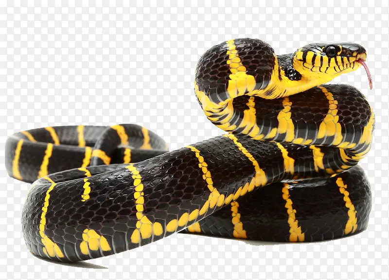 黑斑蟒蛇