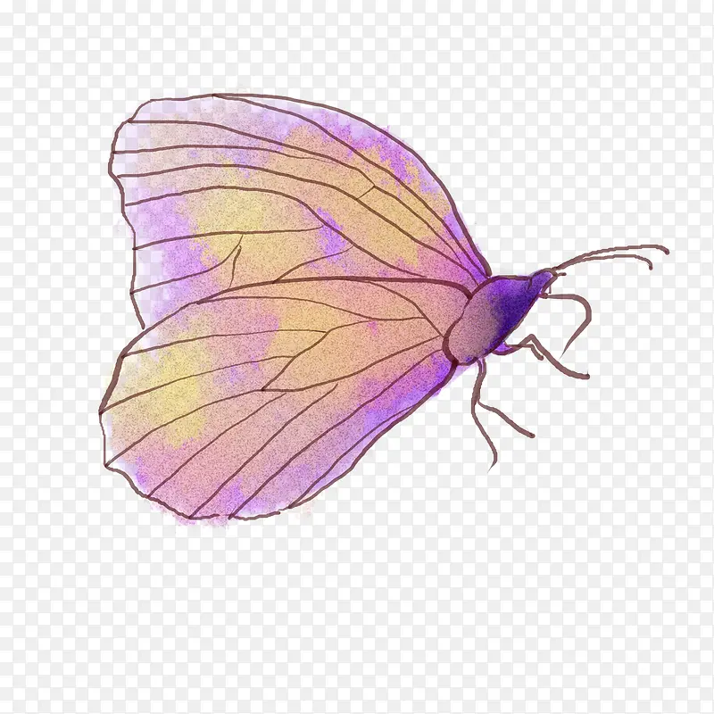 卡通手绘紫色的蝴蝶