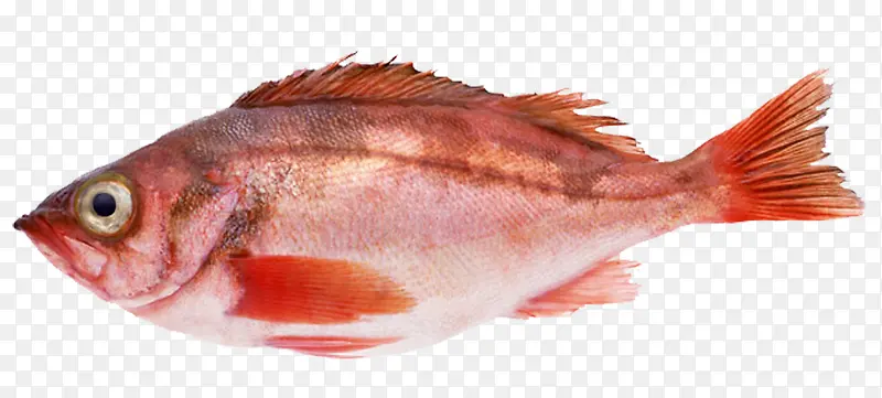 红色鱼