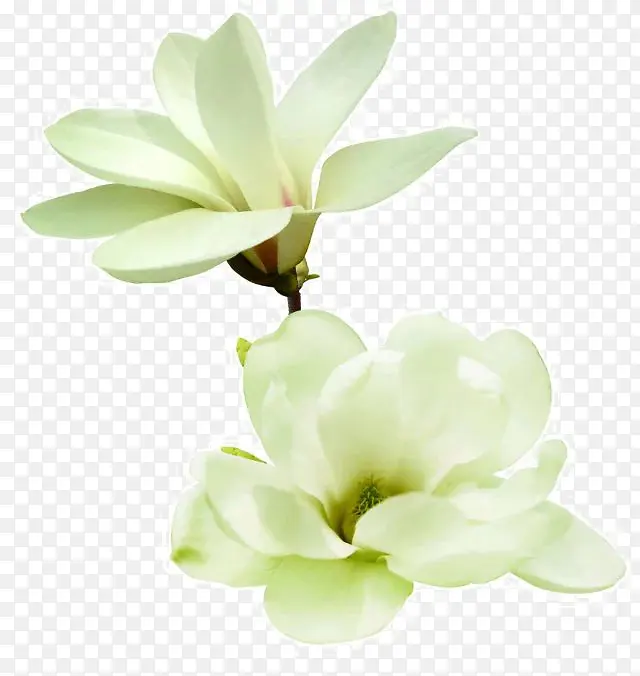 白色素净的小花