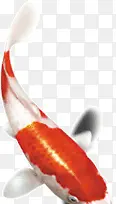 白红色小鲤鱼