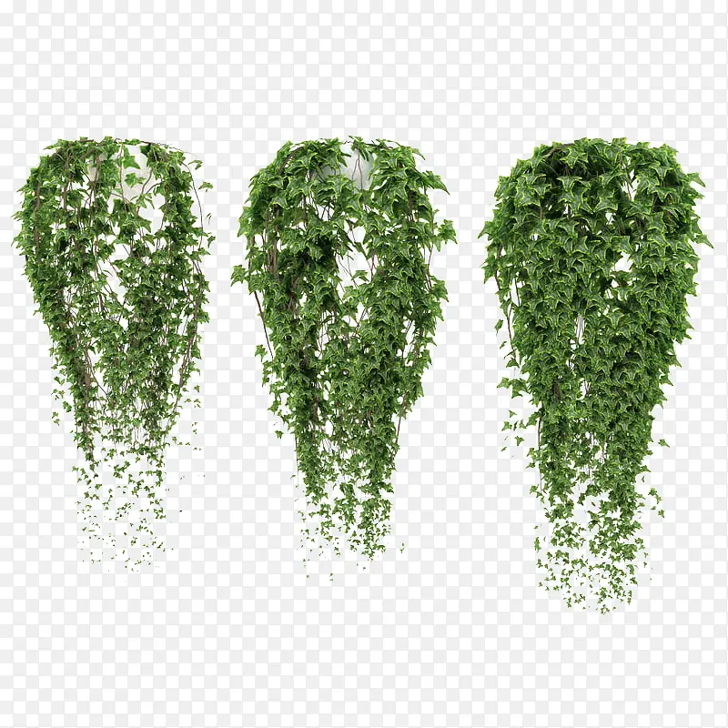三盆藤蔓鲜草绿色垂吊植物