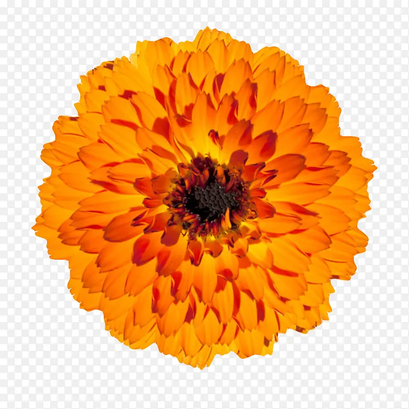 橙色有观赏性盛开的一朵大花实物