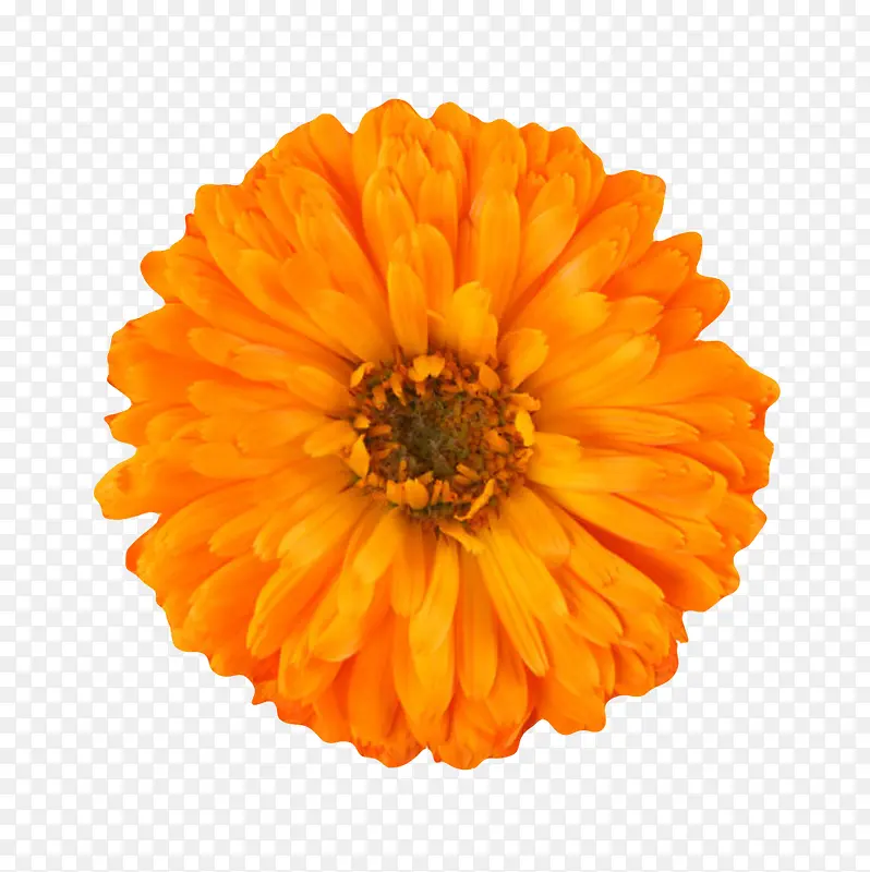 橙色有观赏价值的盛开的一朵大花