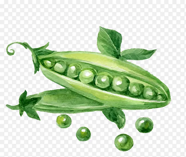 卡通手绘绿色的豆子