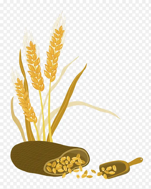 粮食作物麦穗