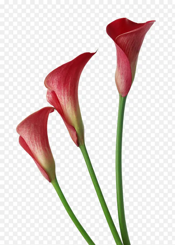 漂亮的花素材