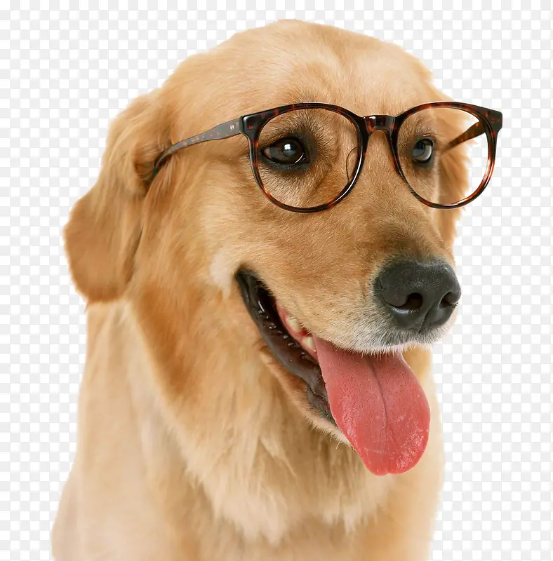 戴眼镜的金毛狗狗