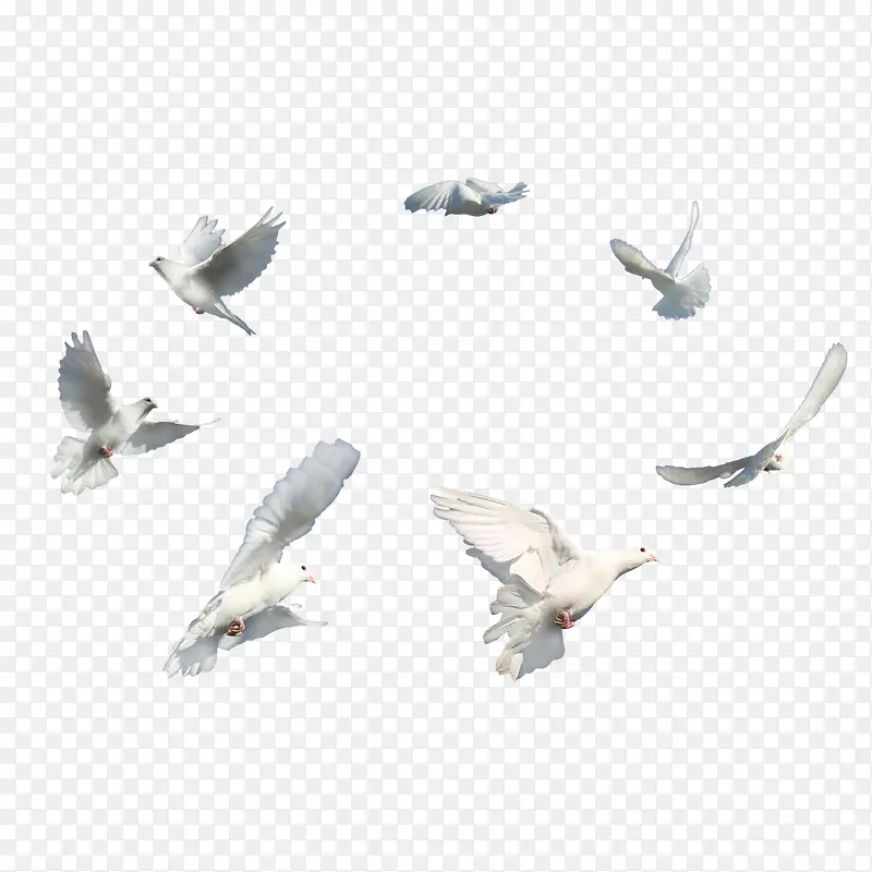 翅膀和平 白色和平鸽